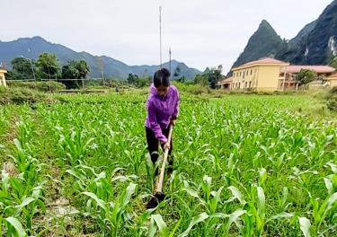 Nông dân xã Vĩnh Lạc chăm sóc ngô vụ đông.