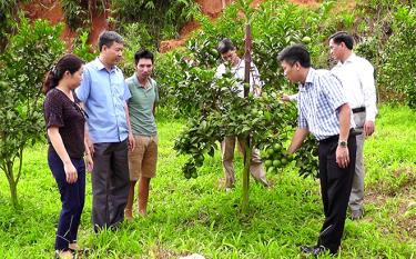 Huyện Trấn Yên xây dựng và phát triển vùng cây ăn quả mang lại giá trị kinh tế cao.