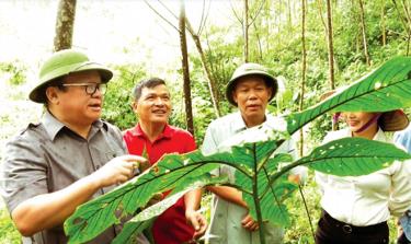 Chủ tịch Trung ương Hội Nông dân Việt Nam Thào Xuân Sùng thăm mô hình trồng cây lá khôi của Chi hội Nông dân nghề nghiệp nuôi vịt bầu, trồng cây dược liệu gắn với du lịch truyền thống tại xã Việt Hồng, huyện Trấn Yên.