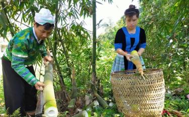 Anh Giàng A Sáu, thôn Đồng Ruộng xã Kiên Thành thu hoạch măng tre Bát độ.