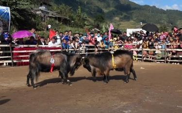 Những đấu sĩ dê làm nóng không gian sới đấu.