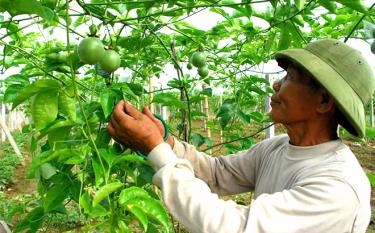 Nông dân huyện Văn Chấn trồng, chăm sóc chanh leo - loại cây trồng mới cho giá trị kinh tế cao.