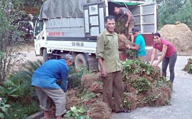 Nông dân Trấn Yên chuẩn bị cây dâu giống cho trồng mới theo kế hoạch.