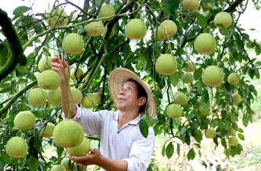 Bưởi Đại Minh là một trong những đặc sản giới thiệu tại Hội chợ Thương mại và Du lịch huyện Yên Bình năm 2020. (Ảnh: Thanh Miền)