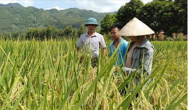 Vùng lúa đặc sản Hương Chiêm xã Bạch Hà đăng ký đạt tiêu chuẩn OCOP 3 sao năm 2020.