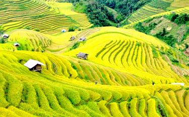 Di tích quốc gia đặc biệt Ruộng bậc thang Mù Cang Chải là một trong những điểm đến hàng đầu của du khách quốc tế theo bình chọn của Hãng tin CNBC
