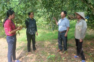 Một mô hình trồng bưởi cho thu nhập gần 100 triệu đồng/năm ở xã Phú Thịnh.
