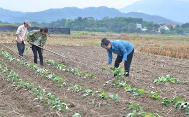 Nông dân huyện Văn Yên trồng cây màu vụ đông.