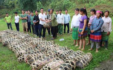 Huyện Văn Yên hỗ trợ con giống cho đồng bào dân tộc thiểu số để phát triển kinh tế, vươn lên thoát nghèo.