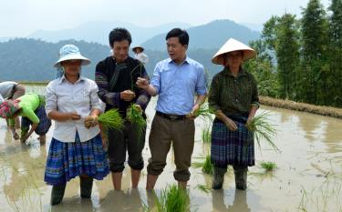 Bí thư Lù A Dờ (áo đen) và lãnh đạo xã trao đổi ,hướng dân đồng bào Mông canh tác lúa nước.