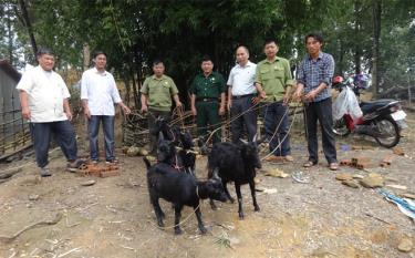 Hội viên Hội Cựu chiến binh xã Mồ Dề nuôi dê phát triển kinh tế.