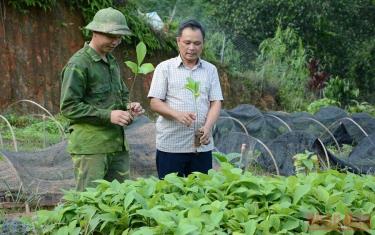 Anh Hà Đình Khuê, xã Hồng Ca, huyện Trấn Yên (Yên Bái) giới thiệu cây gáo vàng giống tại vườn ươm.