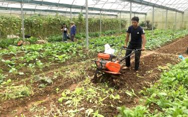 Mô hình trồng rau trong nhà lưới của HTX Xây dựng và Dịch vụ nông nghiệp tổng hợp huyện Mù Cang Chải.