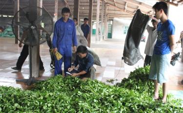 Các doanh nghiệp chế biến chè của huyện Văn Chấn thu mua nguyên liệu cho nông dân.