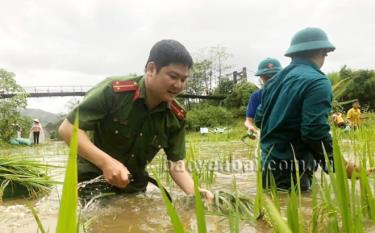 Công an xã Châu Quế Thượng, huyện Văn Yên phối hợp với ban, ngành đoàn thể của xã tham gia gặt lúa chạy lũ. (Ảnh do Công an cung cấp)