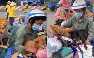 Hình ảnh đàn chó được chở bằng xe máy về Cà Mau.