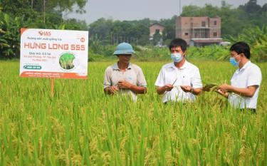 Lãnh đạo Trung tâm Khuyến nông tỉnh (bên phải) trao đổi kinh nghiệm thực hiện mô hình trình diễn giống lúa thuần Hưng Long 555 với tác giả giống lúa (giữa) và ông Tăng Thế Tôn ở thôn Ngòi Đong, xã Giới Phiên.