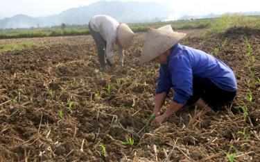 Nông dân xã Đại Phác, huyện Văn Yên trồng ngô đông trên đất hai vụ lúa.