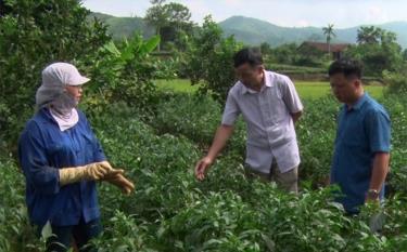 Lãnh đạo thị trấn Nông trường Trần Phú kiểm tra mô hình trồng ớt xanh của nhân dân tổ dân phố 2.