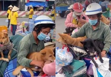 Đàn chó 15 con khi về đến Cà Mau đã bị tiêu hủy. Ảnh: MXH
