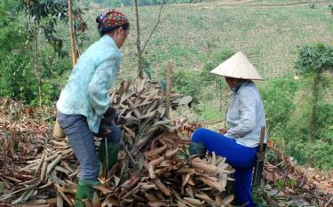 People in Dong Quan commune collect cinnamon leaves to make essential oil.
