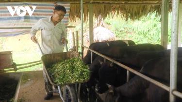 Người chăn nuôi trâu bò đang phải chăn nuôi cầm chừng.