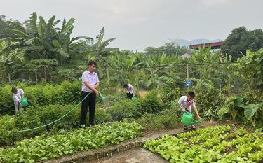 Thầy và trò Trường Tiểu học Lâm Giang tăng gia cải thiện bữa ăn cho học sinh ở bán trú.