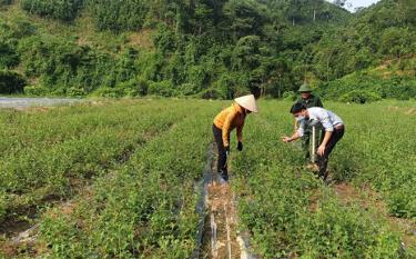 Phạm Văn Chiến (bên phải) trao đổi hướng dẫn người dân trồng và chăm sóc cây cà gai leo.