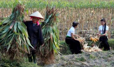 Farmers in Nghia Loi commune, Nghia Lo township harvest corn in the summer-autumn crop
