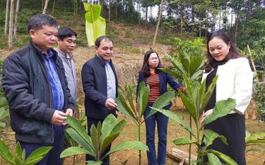 Bí thư Huyện ủy Trần Nhật Tân tham quan mô hình trồng cây khôi nhung trên địa bàn xã Cường Thịnh.