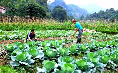 Nông dân thị xã Nghĩa Lộ chăm sóc rau vụ đông.