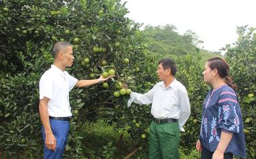 Vườn cây ăn quả của gia đình ông Đoàn Văn Yêm được canh tác theo phương thức an toàn.