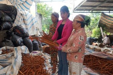 Chị Hoàng Thị Nguyệt (áo hồng, đứng giữa) cùng các hội viện kiểm tra sản phẩm quế vỏ trước khi xuất bán.