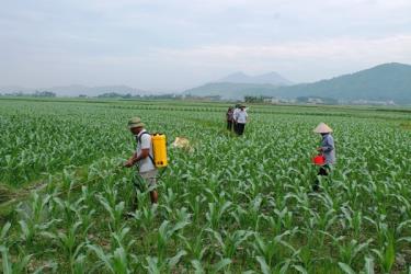 Sản xuất vụ đông ở Văn Yên đã và đang trở thành vụ sản xuất chính. (Ảnh: minh họa)