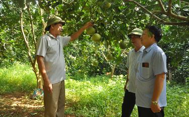The farm of Nguyen Ngoc Minh, a war veteran in Lang Gia hamlet, Yen Thang commine, Luc Yen district.
