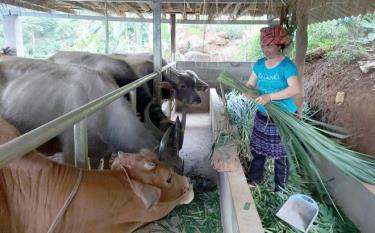 Đồng bào Mông huyện Trạm Tấu đầu tư phát triển chăn nuôi gia súc để nâng cao thu nhập