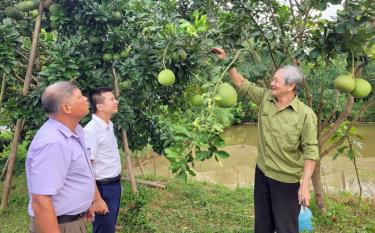 Hội viên người cao tuổi xã Đại Minh, huyện Yên Bình áp dụng khoa học kỹ thuật phát triển kinh tế từ cây bưởi.