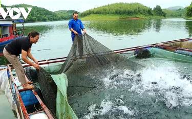 Các hộ nuôi cá trên hồ Thác Bà đã triển khai nhiều giải pháp để vượt qua những khó khăn trong mùa nước cạn