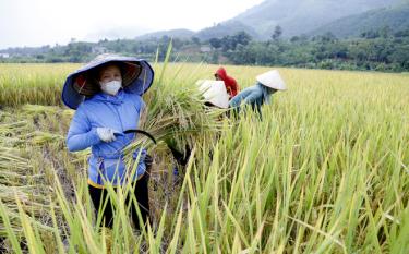 Người dân xã Cát Thịnh thu hoạch lúa mùa