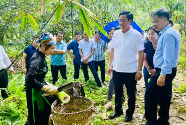 Vùng trồng tre Bát Độ tại xã Kiên Thành, huyện Trấn Yên đã trở thành điểm tham quan học tập kinh nghiệm của nhiều địa phương trong và ngoài tỉnh.