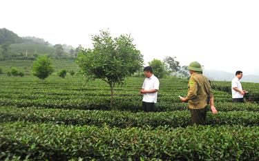 Mô hình trồng mắc ca xen chè tại thị trấn Nông trường Liên Sơn, huyện Văn Chấn phù hợp với đất, khí hậu của địa phương nên cây sinh trưởng, phát triển tốt.