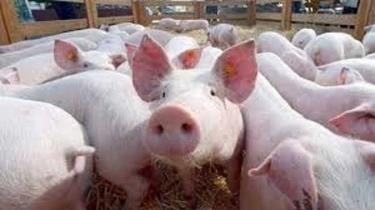 Giá lợn hơi xuống dưới 50.000 đồng/kg