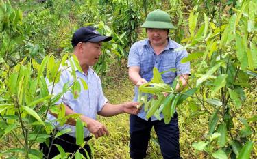 Ông Giàng A Câu - Chủ tịch Hội Nông dân tỉnh Yên Bái thăm mô hình trồng quế của ông Giàng A Sáu, tại xã An Lương, huyện Văn Chấn - Hội viên nông dân sản xuất kinh doanh giỏi cấp Trung ương năm 2022.