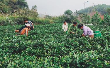 Xã Bảo Hưng, huyện Trấn Yên quy hoạch phát triển vùng nguyên liệu chè sạch khoảng hơn 40 ha.