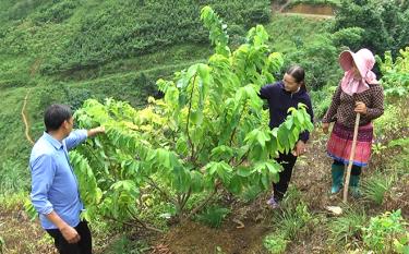 Lãnh đạo xã Suối Bu, huyện Văn Chấn tham quan nương na của gia đình chị Xùng Thị Xía.