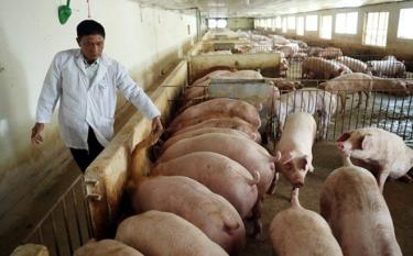Giá lợn hơi tiếp tục có xu hướng giảm.