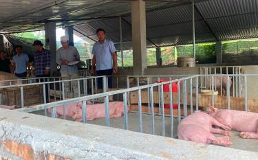 Lãnh đạo xã Châu Quế Thượng kiểm tra mô hình chăn nuôi lợn theo Nghị quyết 69 HĐND tỉnh.
