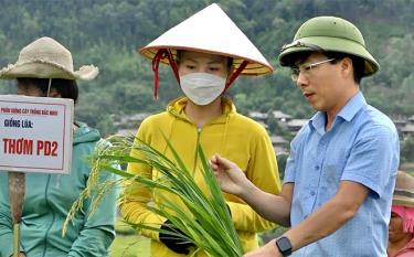 Lãnh đạo huyện Trạm Tấu đánh giá hiệu quả giống lúa nếp thơm tại xã Hát Lừu.