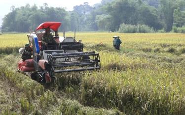 Đến thời điểm này, huyện Lục Yên đã thu hoạch được trên 1.200 ha lúa