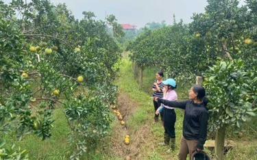 Cán bộ Ngân hàng CSXH Yên Bình kiểm tra, rà soát thiệt hại bởi thiên tai tại xã Đại Minh.